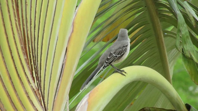 Tropical Mockingbird - ML200955971