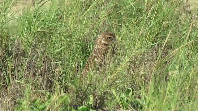 Burrowing Owl - ML200956031