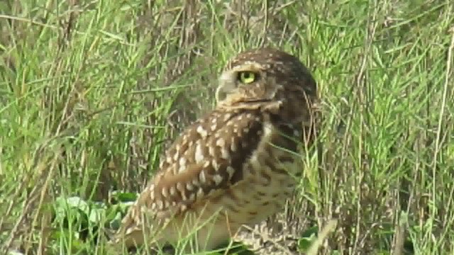 Burrowing Owl - ML200956041