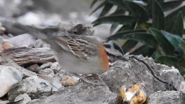 Rufous-collared Sparrow (Rufous-collared) - ML200956271