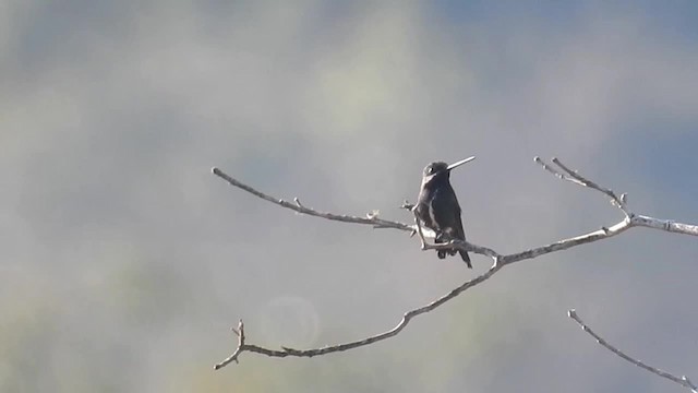  - Stripe-breasted Starthroat