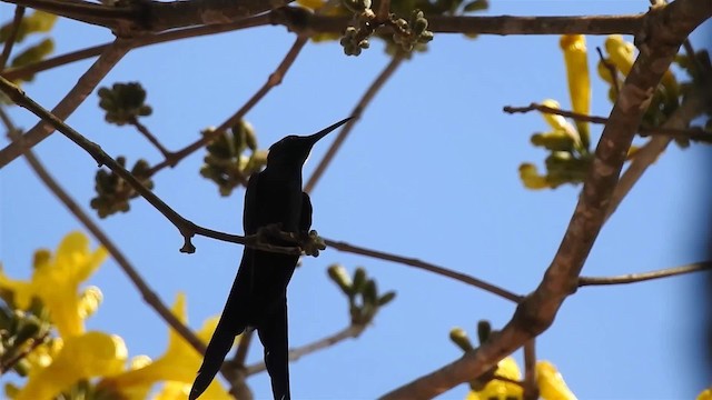 Swallow-tailed Hummingbird - ML200956441
