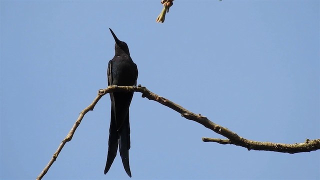Swallow-tailed Hummingbird - ML200956451