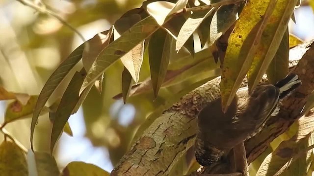 White-barred Piculet (White-barred) - ML200956541