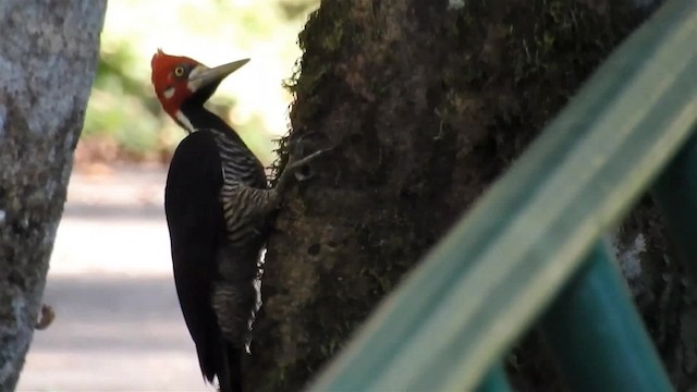 Crimson-crested Woodpecker - ML200956741