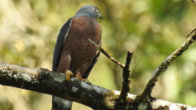 Double-toothed Kite - ML200956761