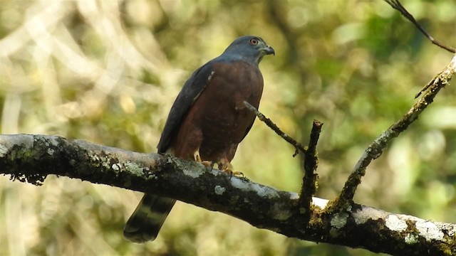 Double-toothed Kite - ML200956851