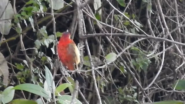 Crimson-mantled Woodpecker (Crimson-mantled) - ML200957041