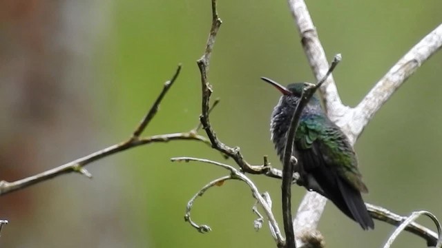 kolibřík bělobradý - ML200957221