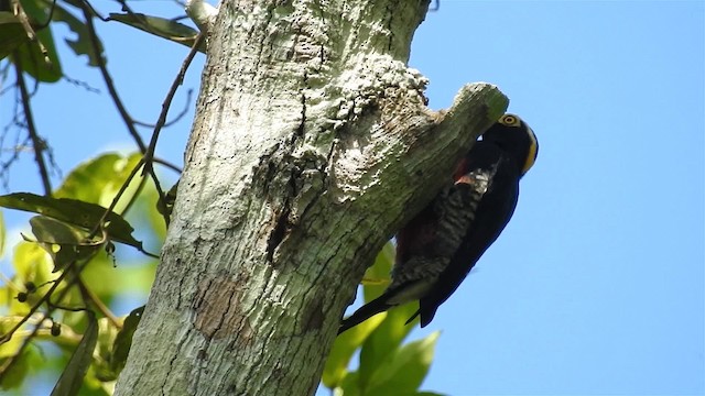 Yellow-tufted Woodpecker - ML200957411
