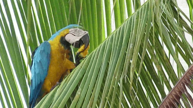 Blue-and-yellow Macaw - ML200957791