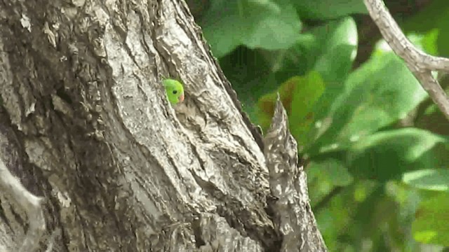 Yeşil Sokumlu Serçe Papağanı - ML200957811