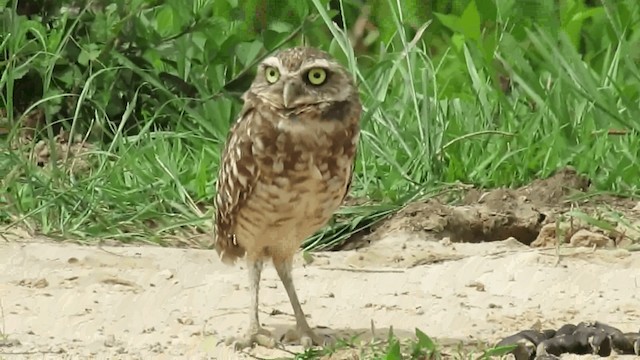 Burrowing Owl - ML200957851