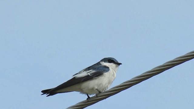 White-winged Swallow - ML200957961