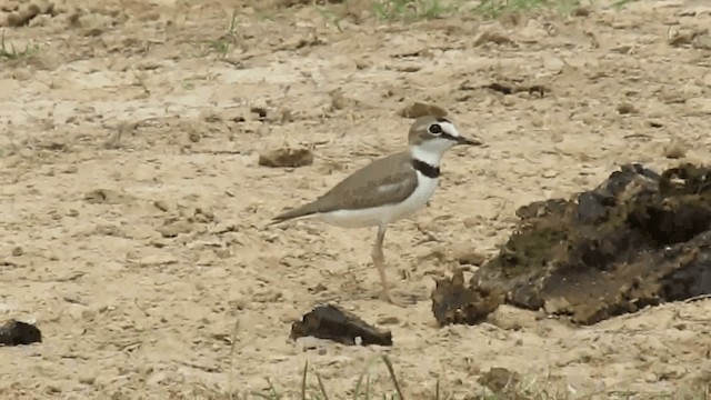 Collared Plover - ML200958051