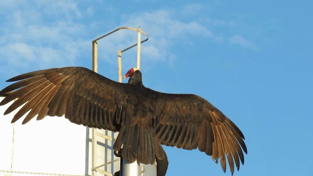 Turkey Vulture - ML200958061