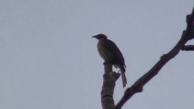 Helmeted Friarbird (Helmeted) - ML200958281