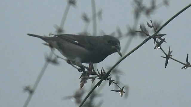 Buffy-fronted Seedeater - ML200958881