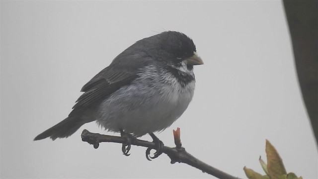 Double-collared Seedeater - ML200958961