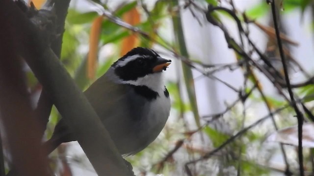 Half-collared Sparrow - ML200959171