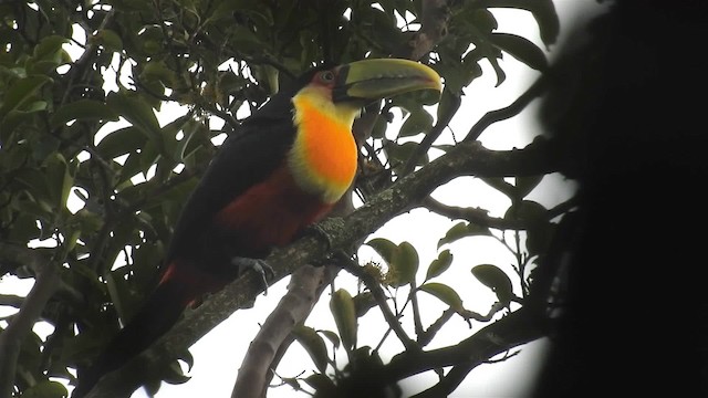 Red-breasted Toucan - ML200959331