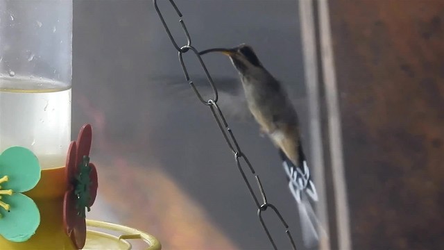 Чешуегорлый колибри-отшельник - ML200959451