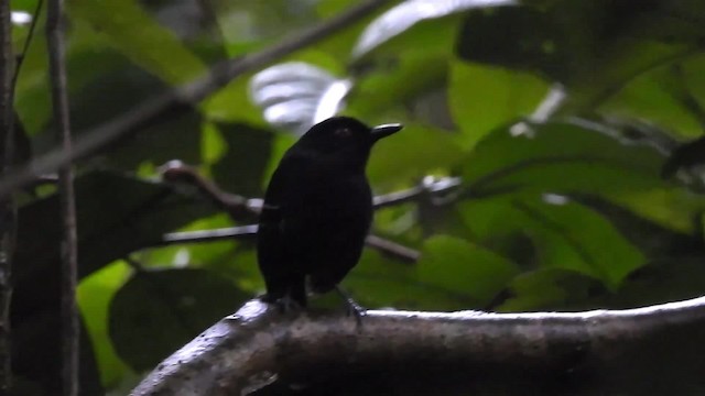 Black-tailed Antbird - ML200959611