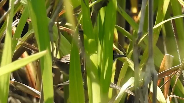  - Dark-breasted Spinetail