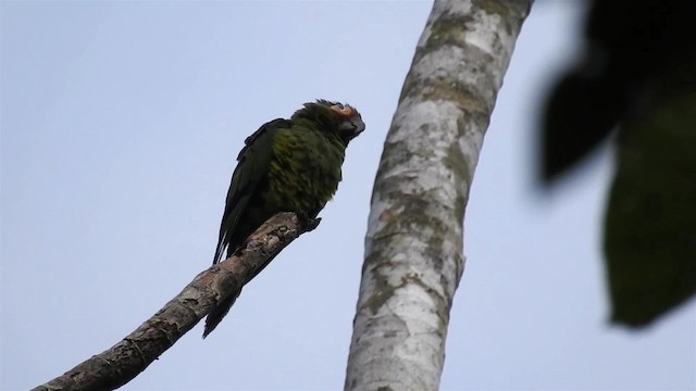 Dusky-headed Parakeet - ML200959821