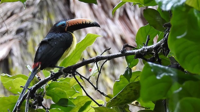 Araçari marqué - ML200959991