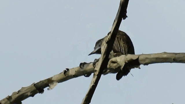 Scaled Piculet (Black-dotted) - ML200960281