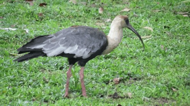 ibis bělokřídlý - ML200960421