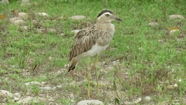 Double-striped Thick-knee - ML200960451