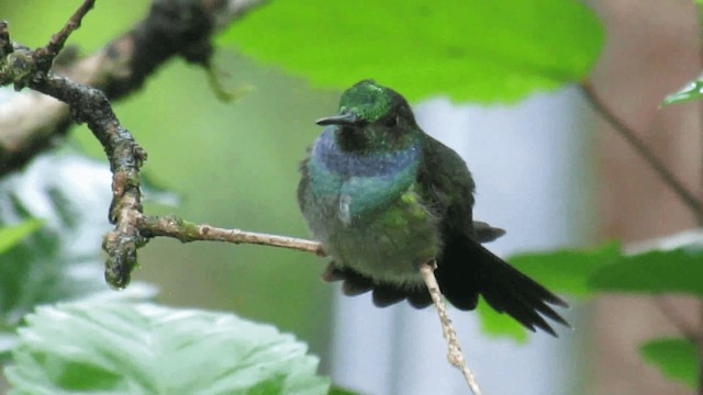 Blue-chested Hummingbird - ML200960621
