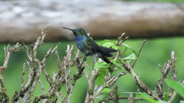 Blue-chested Hummingbird - ML200960631