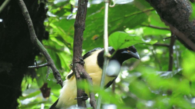 Black-chested Jay - ML200960871