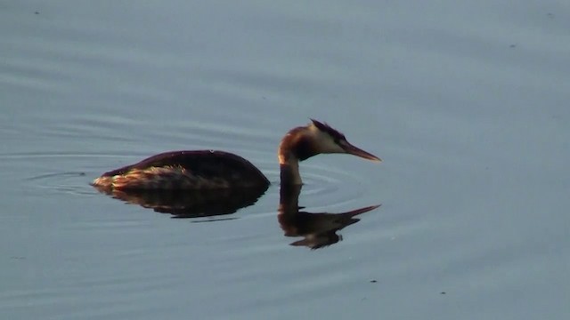 Great Crested Grebe - ML200961031