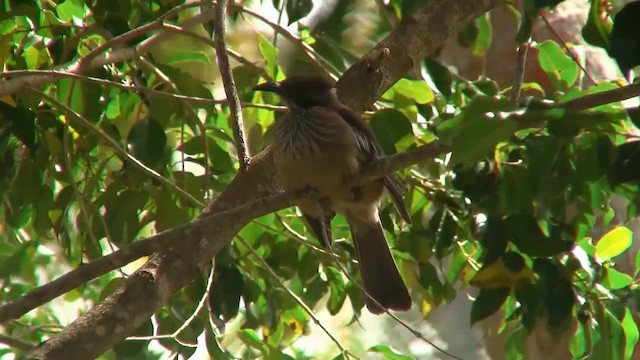 New Caledonian Friarbird - ML200961171