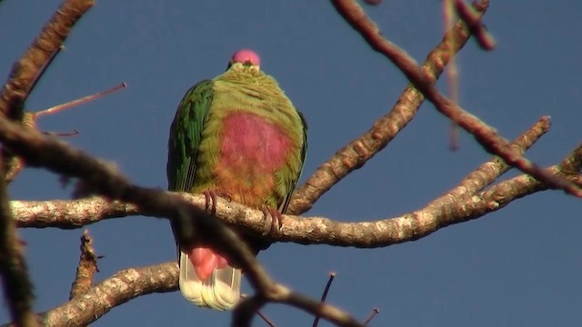 Red-bellied Fruit-Dove - ML200961201