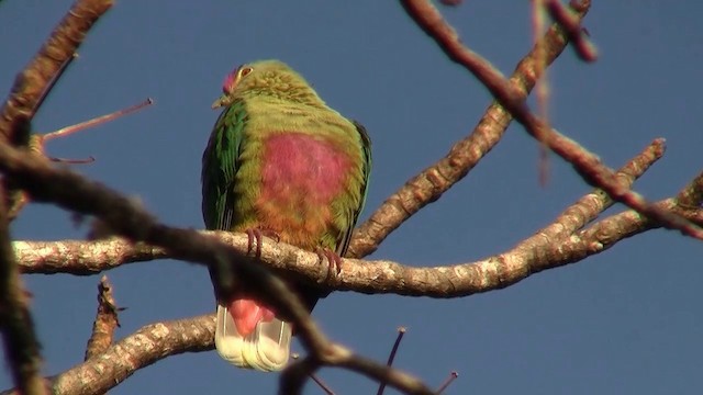 Red-bellied Fruit-Dove - ML200961211