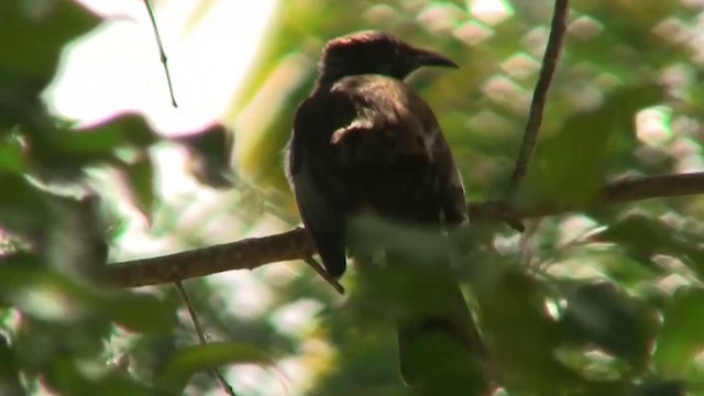 New Caledonian Friarbird - ML200961231