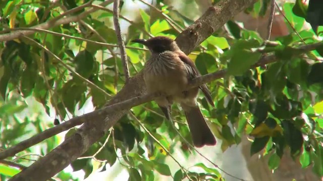 New Caledonian Friarbird - ML200961241