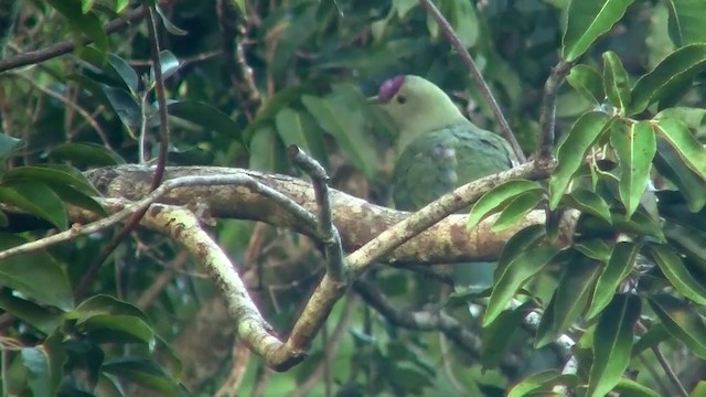 Red-bellied Fruit-Dove - ML200961251