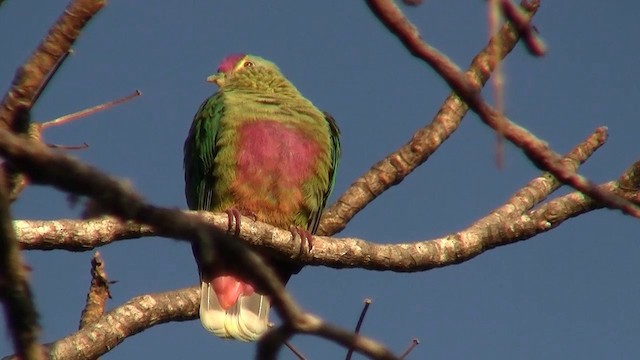 Red-bellied Fruit-Dove - ML200961261