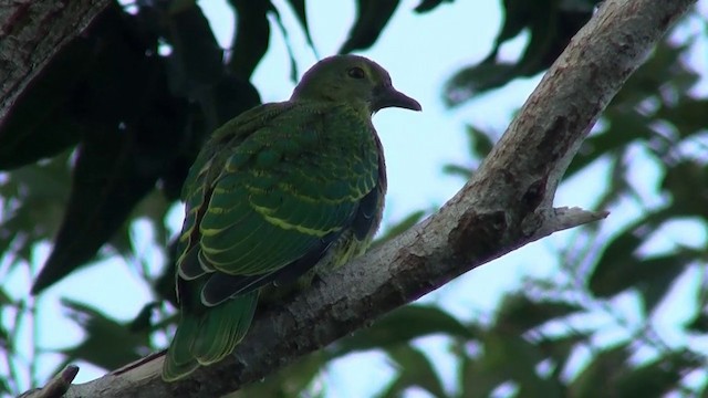 Red-bellied Fruit-Dove - ML200961381