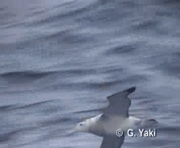 albatros stěhovavý - ML200961881
