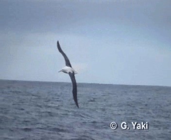 albatros stěhovavý - ML200961891