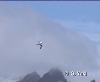 Snowy Albatross - ML200961911