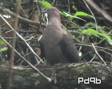 Pigeon à bec noir - ML200962381