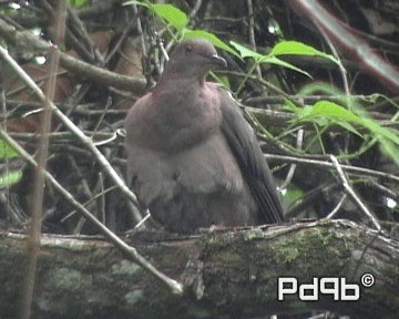 holub krátkozobý - ML200962391